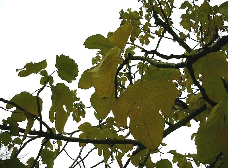 I colori dell''autunno...